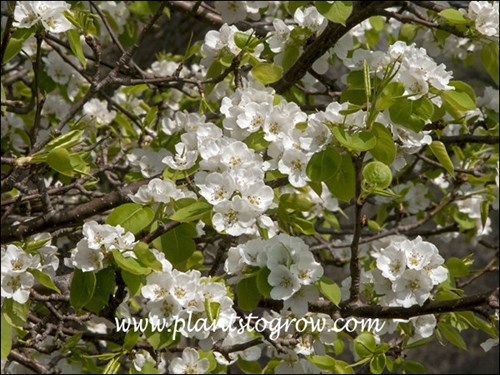 (early April)
